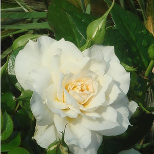 Rosa  Nadine Xella-Ricci - žuta - floribunda ruže